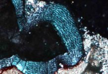 Chew on this: Two new studies reveal secrets of early dinosaur and mammal tooth evolution The wavy appearance of the enamel of Changchunsaurus in thin section and under cross-polarized light.