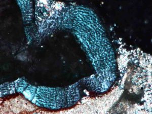 The wavy appearance of the enamel of Changchunsaurus in thin section and under cross-polarized light.