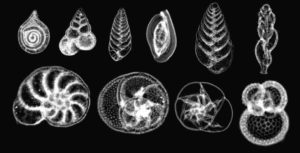 Planktonic foraminifera, such as these collected in the Gulf of Mexico, form the base of many marine and aquatic food chains. 