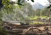 Deep-time evolution of animal life on islands A reconstruction of the Eocene of Turkey, where the small marsupial was found. Besides the marsupials, the fauna includes embrithopods (the rhino-like animals of the background, more related to elephants and sea cows), pleuraspidotheriids (primitive ungulates with a deer/dog look), a group of primates called omomyids, bats, tortoises and crocodiles. Credit: Oscar Sanisidro | University of Kansas