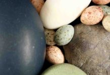 Dinosaurs put all colored birds’ eggs in one basket, evolutionarily speaking An assortment of paleognath and neognath bird eggs and a fossil theropod egg (on the right).
