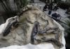 Fight over dinosaur fossils comes down to what’s a mineral two fossilized dinosaur skeletons found on a Montana