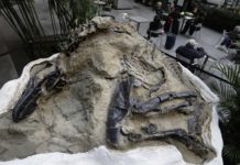 two fossilized dinosaur skeletons found on a Montana