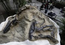 Fight over dinosaur fossils comes down to what’s a mineral two fossilized dinosaur skeletons found on a Montana
