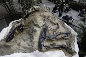 two fossilized dinosaur skeletons found on a Montana