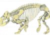 Gigantic mammal ‘cousin’ discovered During the Triassic period (252-201 million years ago) mammal-like reptiles called therapsids co-existed with ancestors to dinosaurs, crocodiles, mammals, pterosaurs, turtles, frogs, and lizards.