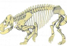 Gigantic mammal ‘cousin’ discovered During the Triassic period (252-201 million years ago) mammal-like reptiles called therapsids co-existed with ancestors to dinosaurs, crocodiles, mammals, pterosaurs, turtles, frogs, and lizards.