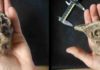 Human ancestors not to blame for ancient mammal extinctions in Africa A fossil tooth of a hippo (Hippopotamus amphibius) (left) and a fossil tooth of a white rhinoceros (Ceratotherium simum) (right) , two of the few surviving megaherbivores, from the Late Pleistocene of western Kenya (left).