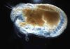 Tiny, ancient fossil shows evidence of the breath of life Ostrocod