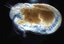 Tiny, ancient fossil shows evidence of the breath of life Ostrocod