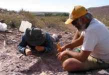 Paleontologists discover new sauropod species in Argentina The region where the new species of sauropod was found is unusual as it would have been a desert during that era, 110 million years ago