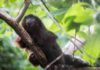 Primates of the Caribbean: Ancient DNA reveals history of mystery monkey Xenothrix's close relative, the red titi monkey (Callicebus cupreus).
