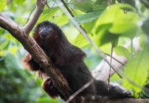 Primates of the Caribbean: Ancient DNA reveals history of mystery monkey Xenothrix's close relative, the red titi monkey (Callicebus cupreus).