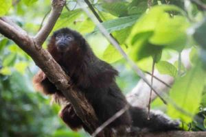 Xenothrix's close relative, the red titi monkey (Callicebus cupreus).