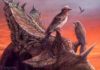Rare fossil bird deepens mystery of avian extinctions Reconstruction of a living Mirarce eatoni perched on the horns of the ceratopsian dinosaur