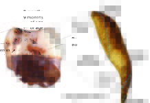Researchers discover earliest recorded lead exposure in 250,000-year-old Neanderthal teeth A 250,000-year-old Neanderthal tooth yields an unprecedented record of the seasons of birth, nursing, illness, and lead exposures over the first three years of this child’s life.
