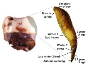 A 250,000-year-old Neanderthal tooth yields an unprecedented record of the seasons of birth, nursing, illness, and lead exposures over the first three years of this child’s life.