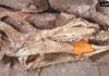 The teeth of Changchunsaurus: Rare insight into ornithopod dinosaur tooth evolution The skull of the holotype specimen of C. parvus (JLUM L0304-j-Zn2).