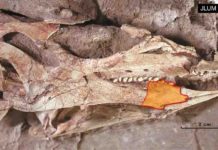The teeth of Changchunsaurus: Rare insight into ornithopod dinosaur tooth evolution The skull of the holotype specimen of C. parvus (JLUM L0304-j-Zn2).