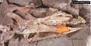 The skull of the holotype specimen of C. parvus (JLUM L0304-j-Zn2).