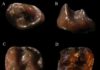 Tiniest ever fossil ape discovered in Kenya Teeth of Simiolus minutus, which currently reside in the National Museum of Kenya, Nairobi, were found in the Tugen Hills of Kenya.