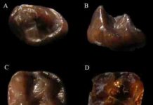 Tiniest ever fossil ape discovered in Kenya Teeth of Simiolus minutus, which currently reside in the National Museum of Kenya, Nairobi, were found in the Tugen Hills of Kenya.