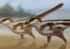 Tiny raptor tracks lead to big discovery Dinosaur reconstructions by Dr Anthony Romilio