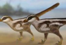 Tiny raptor tracks lead to big discovery Dinosaur reconstructions by Dr Anthony Romilio