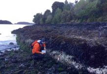 White line of algae deaths marks uplift in 2016 Chilean earthquake Ed Garrett of Durham University examines bleached coralline algae related to the the 2016 magnitude 7.6 Chiloé earthquake in Chile. Credit: Martin Brader