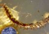 450 fossilized millipedes found in 100-million-year-old amber millipede