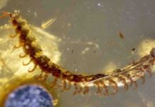 450 fossilized millipedes found in 100-million-year-old amber millipede