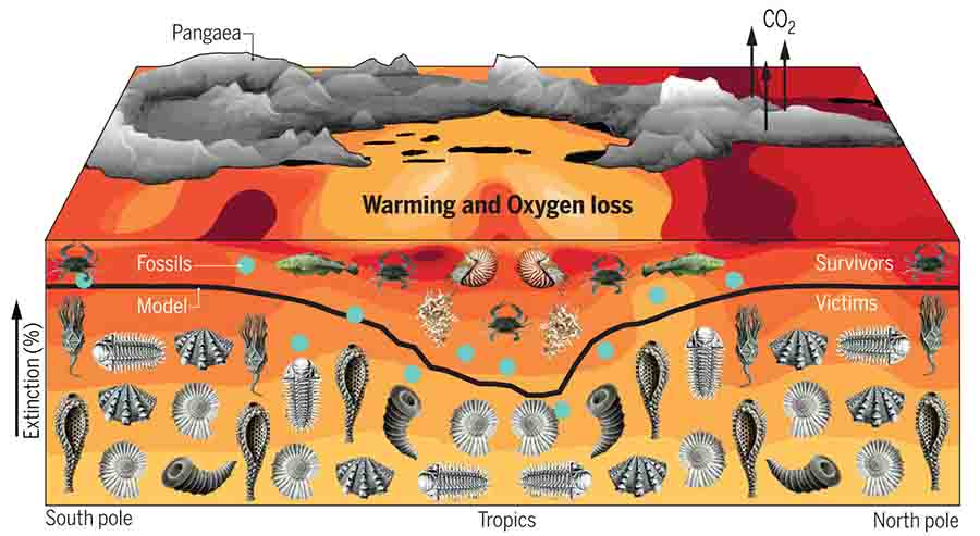 This illustration shows the percentage of marine animals that went extinct at the end of the Permian era by latitude, from the model (black line) and from the fossil record (blue dots). A greater percentage of marine animals survived in the tropics than at the poles. The color of the water shows the temperature change, with red being most severe warming and yellow less warming. At the top is the supercontinent Pangaea, with massive volcanic eruptions emitting carbon dioxide. The images below the line represent some of the 96 percent of marine species that died during the event. Includes fossil drawings by Ernst Haeckel/Wikimedia; Blue crab photo by Wendy Kaveney/Flickr; Atlantic cod photo by Hans-Petter Fjeld/Wikimedia; Chambered nautilus photo by ©2010 John White/CalPhotos. Credit: Justin Penn and Curtis Deutsch/University of Washington