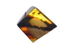 Blood-sucking flies have been spreading malaria for 100 million years Mosquitoes in the amber.