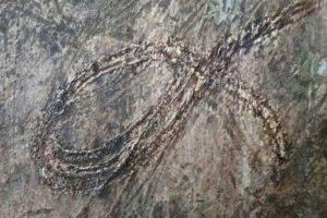 Close-up of a looping millipede death-trail.
