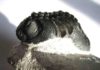 Enhancing our vision of the past A fossil trilobite with its complex eye