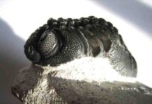 A fossil trilobite with its complex eye