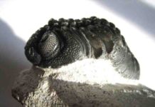 Enhancing our vision of the past A fossil trilobite with its complex eye