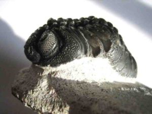 A fossil trilobite with its complex eye