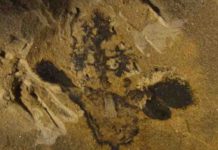 Fossils suggest flowers originated 50 million years earlier than thought Nanjinganthus fossil