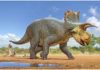 Horned dinosaur Crittendenceratops discovered in Arizona Crittendeceratops