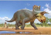Horned dinosaur Crittendenceratops discovered in Arizona Crittendeceratops