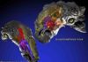 Huge armored dinosaurs battled overheating with nasal air-conditioning Panoplosaurus mirus and Euoplocephalus tutus.