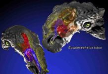 Huge armored dinosaurs battled overheating with nasal air-conditioning Panoplosaurus mirus and Euoplocephalus tutus.