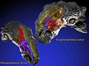 Panoplosaurus mirus and Euoplocephalus tutus.