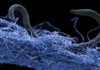 Life in Deep Earth totals 15 to 23 billion tons of carbon — hundreds of times more than humans A nematode (eukaryote) in a biofilm of microorganisms. This unidentified nematode (Poikilolaimus sp.) from Kopanang gold mine in South Africa, lives 1.4 km below the surface. Credit: Gaetan Borgonie, Extreme Life Isyensya, Belgium