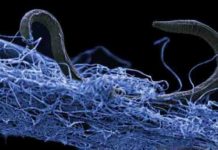Life in Deep Earth totals 15 to 23 billion tons of carbon — hundreds of times more than humans A nematode (eukaryote) in a biofilm of microorganisms. This unidentified nematode (Poikilolaimus sp.) from Kopanang gold mine in South Africa, lives 1.4 km below the surface. Credit: Gaetan Borgonie, Extreme Life Isyensya, Belgium