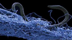 A nematode (eukaryote) in a biofilm of microorganisms. This unidentified nematode (Poikilolaimus sp.) from Kopanang gold mine in South Africa, lives 1.4 km below the surface. Credit: Gaetan Borgonie, Extreme Life Isyensya, Belgium