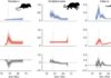 Mammalian diversification after extinction of the dinosaurs