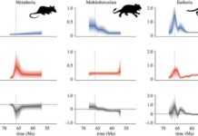 Mammalian diversification after extinction of the dinosaurs