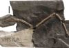 Medullary bone found in Cretaceous birds Main slab of Pengornithid Enantiornithine